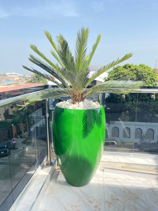 110CM CYCAS PALM POTTED WITH 100CM CLASSIC FIBERGLASS POT