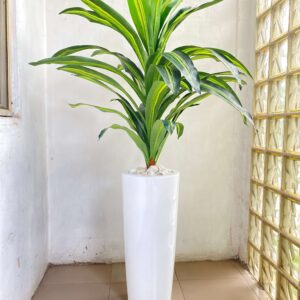 110CM SINGLE STEM DRACAENA PLANT POTTED WITH 70CM CONE FIBERGLASS LANTER