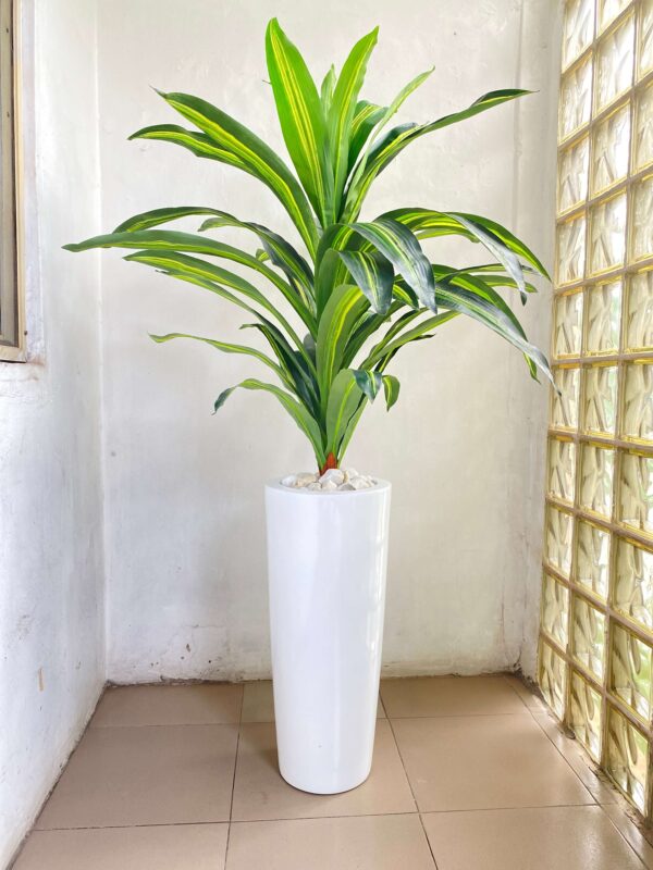 110CM SINGLE STEM DRACAENA PLANT POTTED WITH 70CM CONE FIBERGLASS LANTER