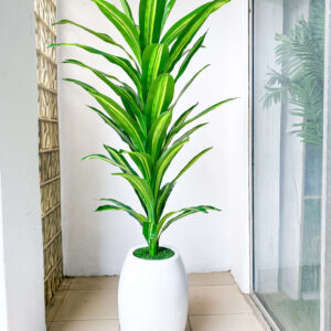 158CM SINGLE STEM DRACAENA PLANT POTTED WITH 50CM CLASSIC FIBERGLASS POT