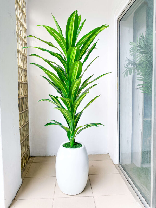 158CM SINGLE STEM DRACAENA PLANT POTTED WITH 50CM CLASSIC FIBERGLASS POT