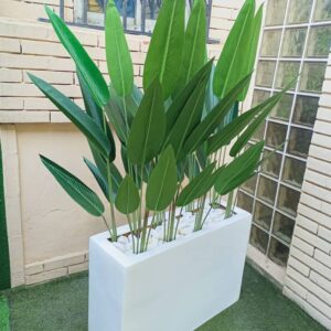 200CM SKYBIRD PLANTS POTTED WITH 60CM X 90CM TROUGH FIBERGLASS PLANTER