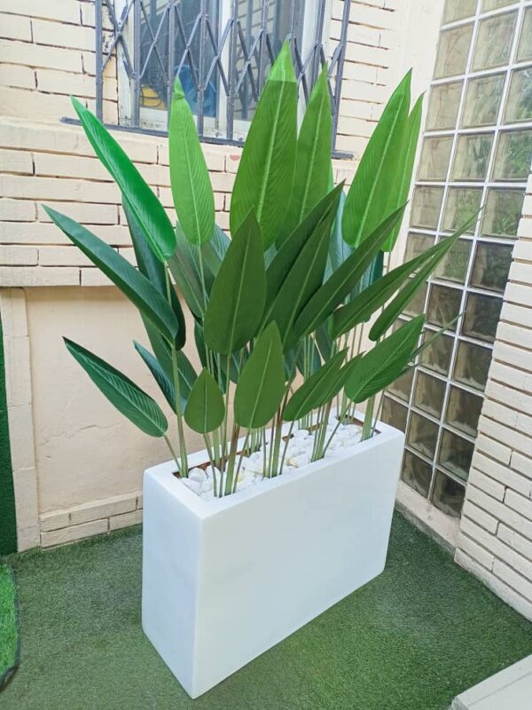 200CM SKYBIRD PLANTS POTTED WITH 60CM X 90CM TROUGH FIBERGLASS PLANTER