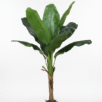 ARTIFICIAL BANANA PLANTS SALE | ONLINE PLANTS WHOLESALES