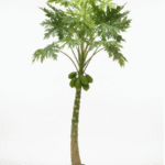 Artificial Papaya Tree For Outdoor Décor
