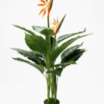 BIRDS OF PARADISE PLANTS | BEST INTERIOR FLOWER PLANTS