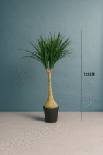 YUCCA PLANTS