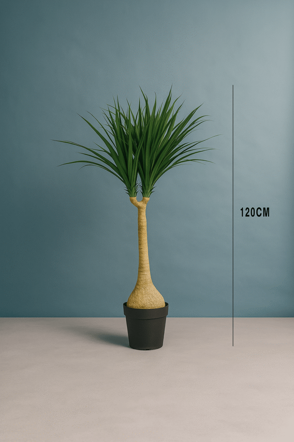 YUCCA PLANTS
