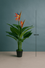 BIRDS OF PARADISE PLANTS