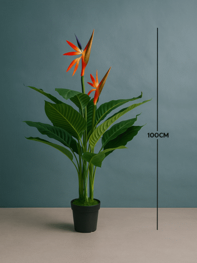 BIRDS OF PARADISE PLANTS