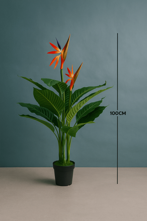 BIRDS OF PARADISE PLANTS