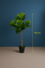 Fiddle leaf