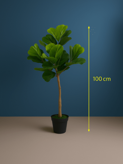 Fiddle leaf