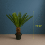 CYCAS PALM