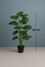 MONSTERA PLANTS
