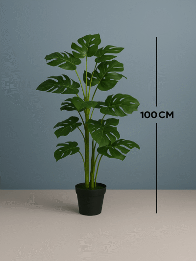 MONSTERA PLANTS