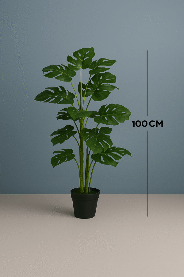 MONSTERA PLANTS