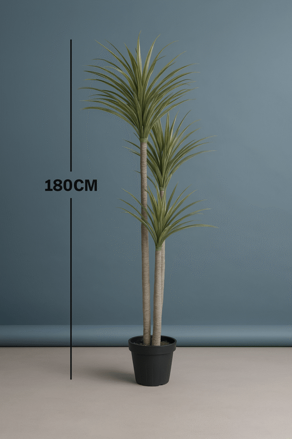 YUCCA PLANTS