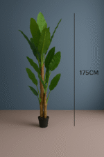 THREE STEM BANANA TREE