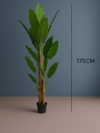 THREE STEM BANANA TREE