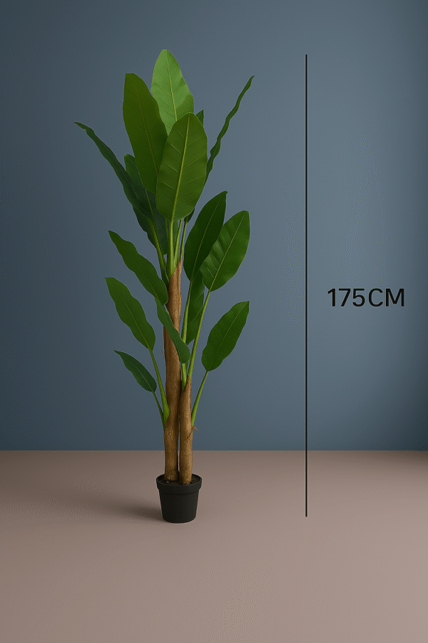 THREE STEM BANANA TREE