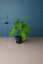 TABLETOP FAKE PLANTS