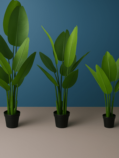 TRAVELER’S BANANA PLANT