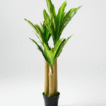 FAKE DRACAENA PLANTS - PLANTS FOR COMMERCIAL SPACES