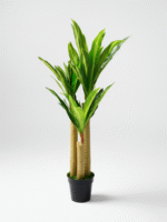 FAKE DRACAENA PLANTS - PLANTS FOR COMMERCIAL SPACES