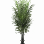 DARK ARECA PALM | 180cm