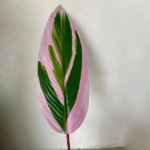 Artificial Plant/Flower For Indoor Decor | Shop Colorful Skybird Plant - Image 5