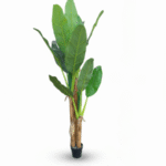 OUTDOOR ARTIFICIAL BANANA TREE | ONLINE PLANT WHOLESALES