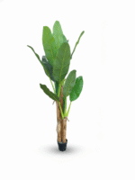 OUTDOOR ARTIFICIAL BANANA TREE | ONLINE PLANT WHOLESALES