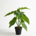 TABLETOP FAKE PLANTS | CALADIUM PLANS | "ORDER NOW"