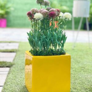 VINE FLOWERS POTTED WITH 20CM X 20CM SQUARE FIBERGLASS PLANTER