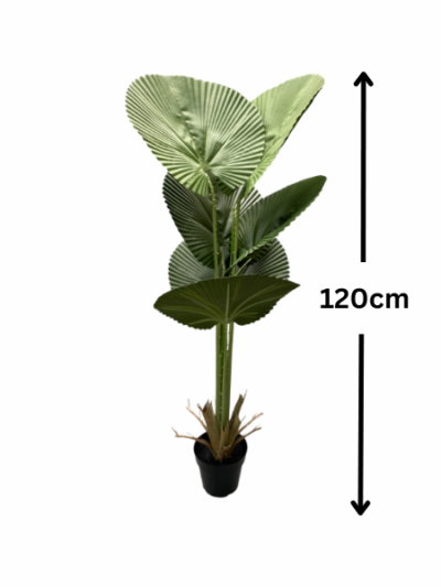 FAN PALM TREE