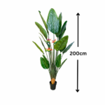 PARADISE BIRD PLANTS