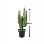 CACTUS PLANTS