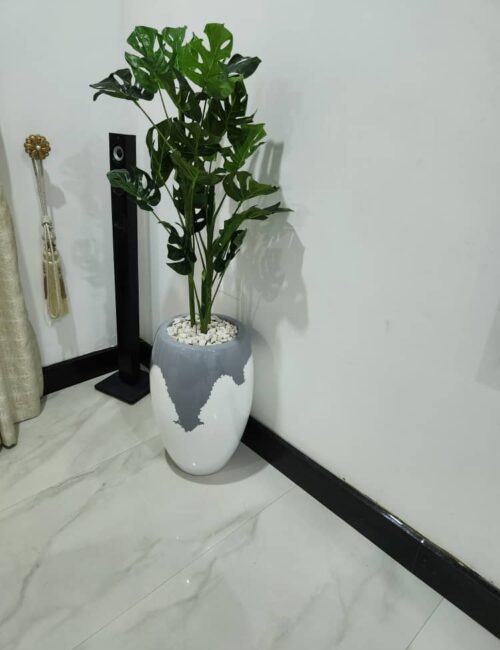 100cm monstera plant potted with 60cm classic pot