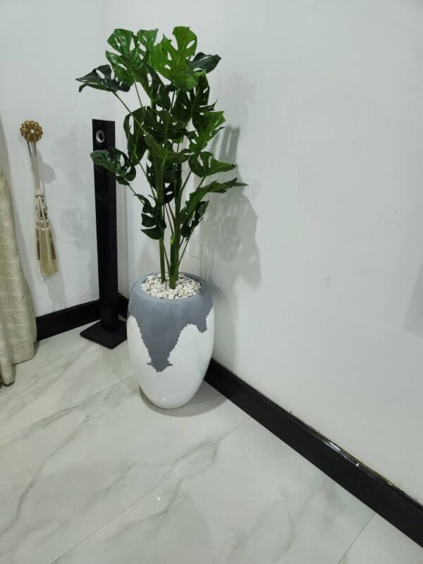 100cm monstera plant potted with 60cm classic pot