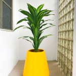 110cm dracaena plant potted with 158cm deluxe pot