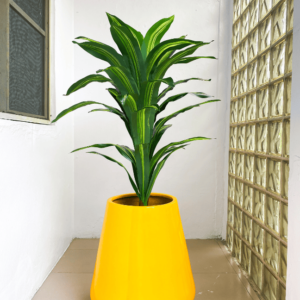 110cm dracaena plant potted with 158cm deluxe pot