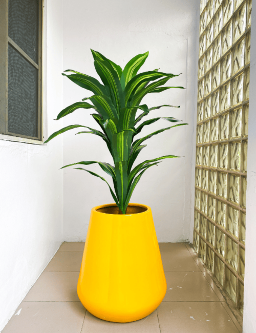 110cm dracaena plant potted with 158cm deluxe pot