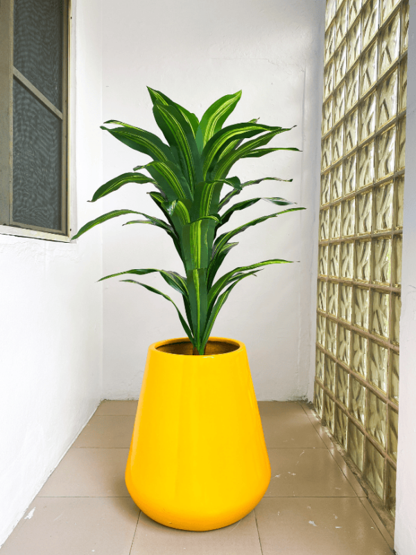 110cm dracaena plant potted with 158cm deluxe pot