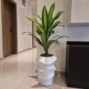 110cm dracaena plant potted with 42cm mushroom vase