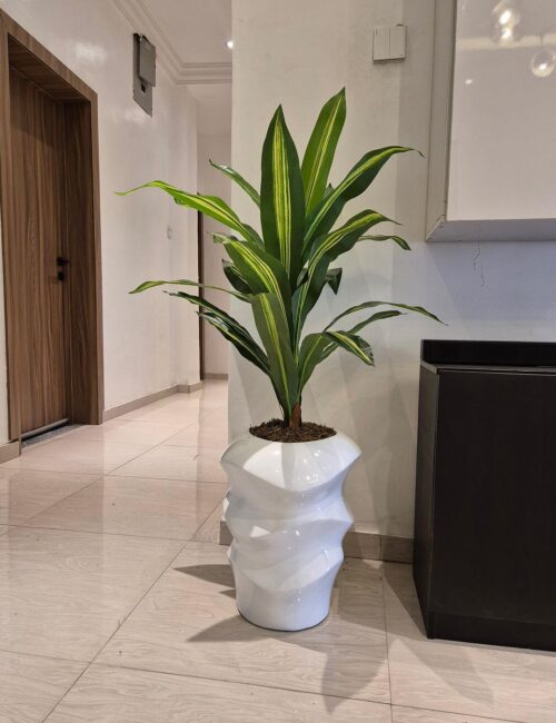 110cm dracaena plant potted with 42cm mushroom vase