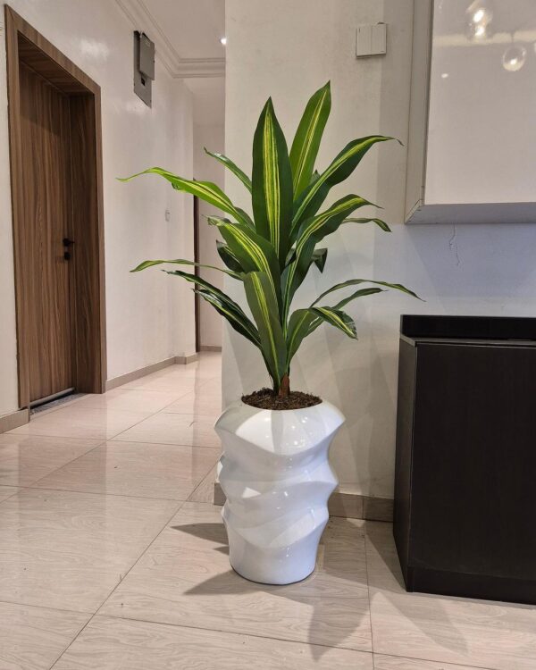 110cm dracaena plant potted with 42cm mushroom vase