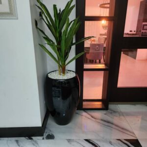 120cm dracaena plant potted with 80cm classic pot