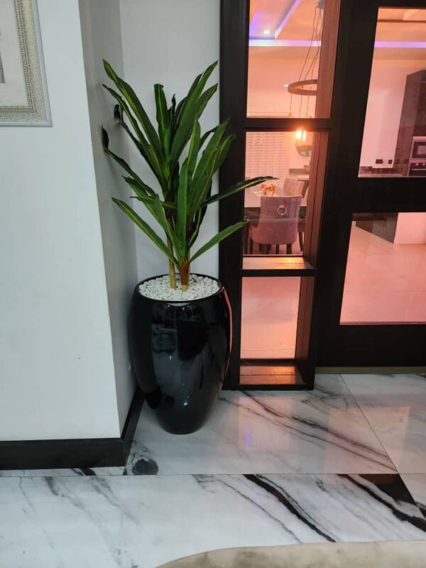 120cm dracaena plant potted with 80cm classic pot