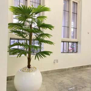 130cm fan palm with mesh potted with 30cm bal pot